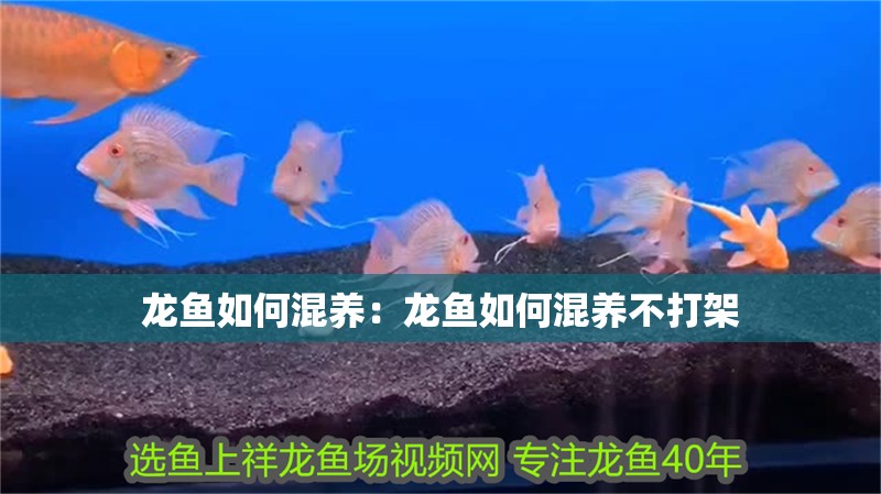 龍魚如何混養(yǎng)：龍魚如何混養(yǎng)不打架