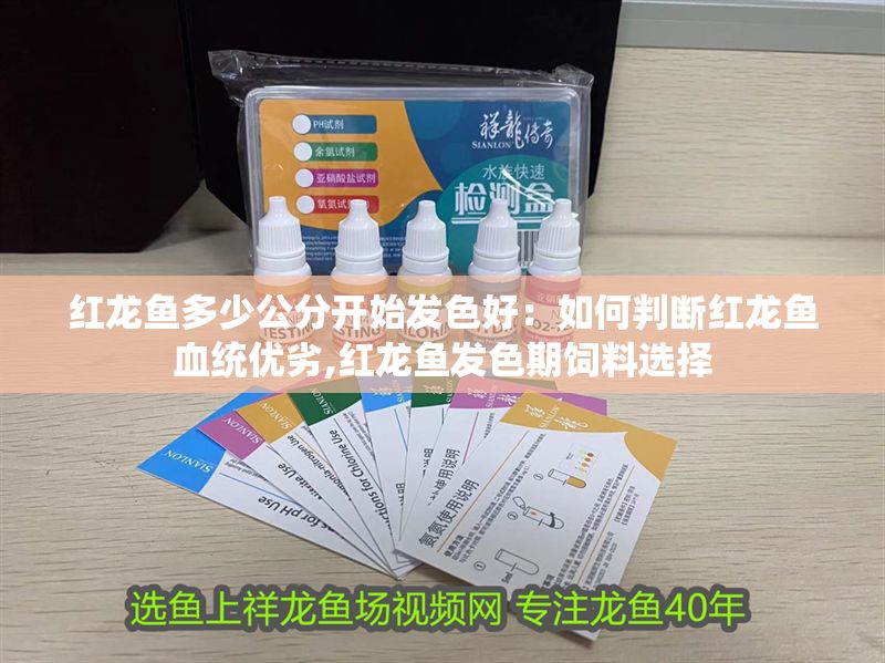 紅龍魚多少公分開始發色好：如何判斷紅龍魚血統優劣,紅龍魚發色期飼料選擇 紅龍魚多少公分開始發色好：如何判斷紅龍魚血統優劣,紅龍魚發色期飼料選擇 紅龍魚百科 第1張