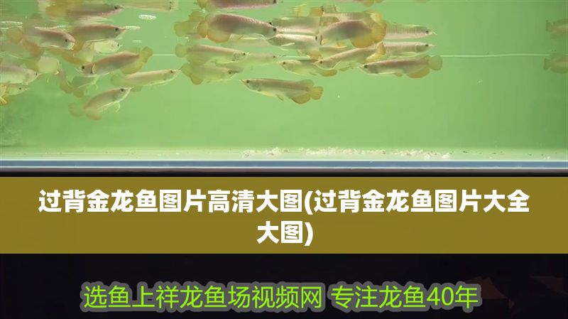 過背金龍魚圖片高清大圖(過背金龍魚圖片大全大圖)