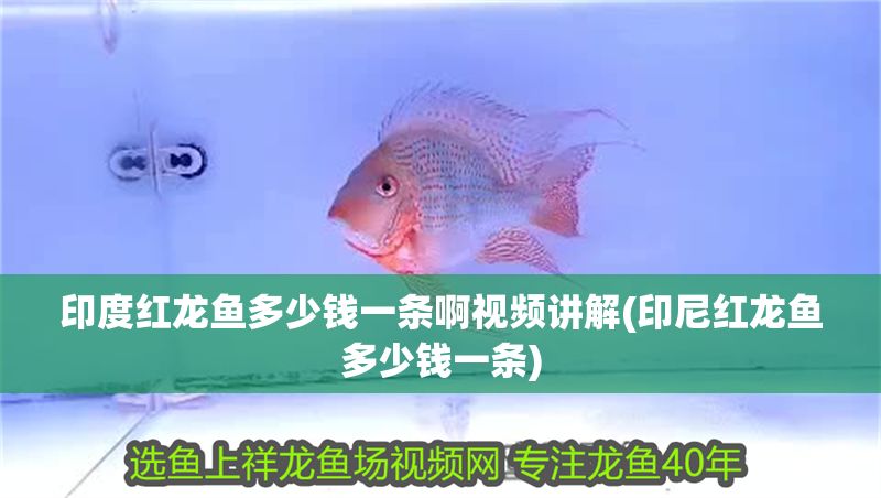 印度紅龍魚多少錢一條啊視頻講解(印尼紅龍魚多少錢一條)