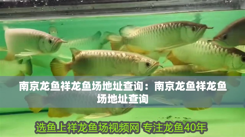南京龍魚(yú)祥龍魚(yú)場(chǎng)地址查詢(xún)：南京龍魚(yú)祥龍魚(yú)場(chǎng)地址查詢(xún)