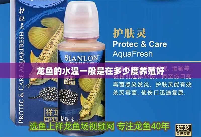 龍魚的水溫一般是在多少度養(yǎng)殖好
