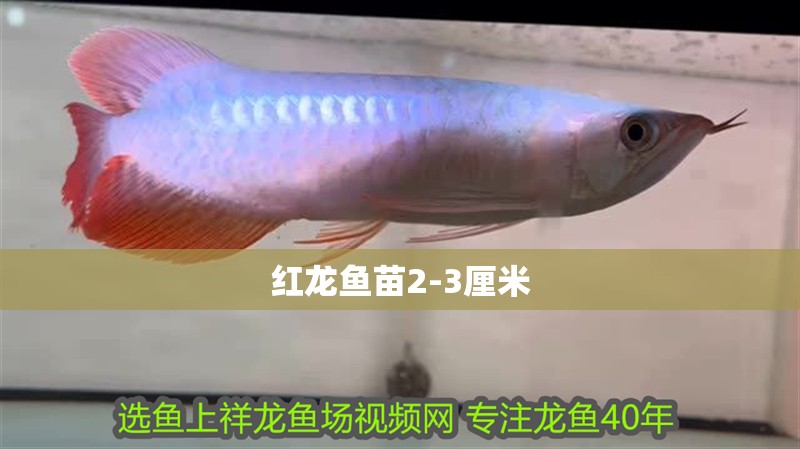 紅龍魚苗2-3厘米