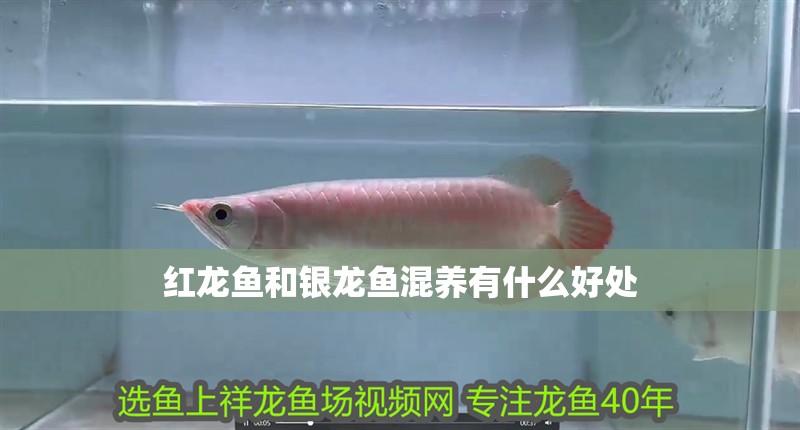 紅龍魚和銀龍魚混養有什么好處