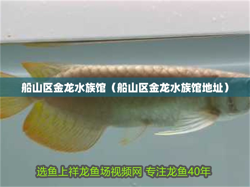 船山區金龍水族館（船山區金龍水族館地址）
