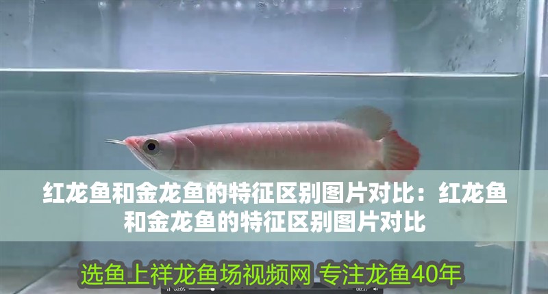 紅龍魚和金龍魚的特征區別圖片對比：紅龍魚和金龍魚的特征區別圖片對比