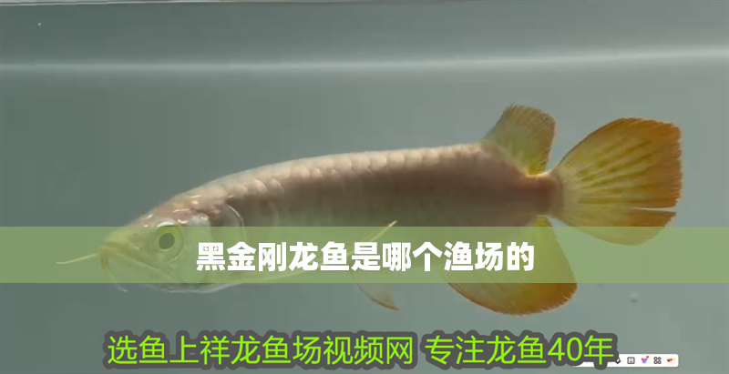 黑金剛龍魚是哪個漁場的 黑金剛龍魚是哪個漁場的 龍魚百科 第3張