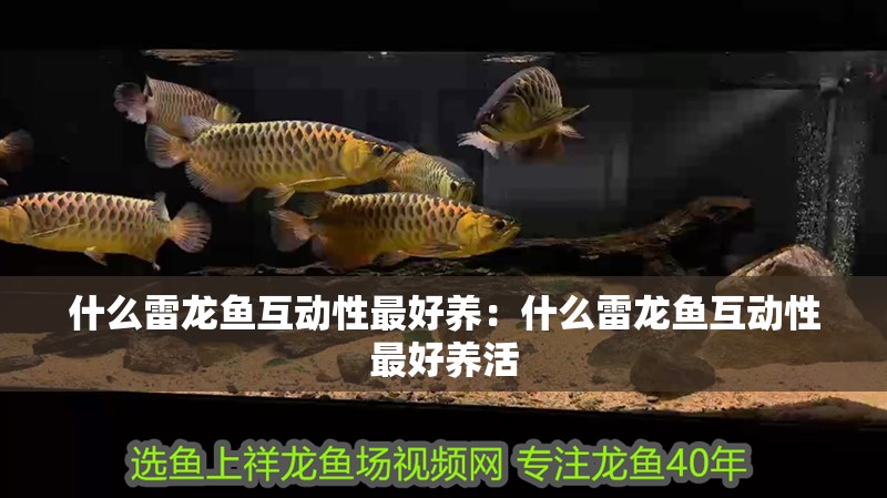 什么雷龍魚互動性最好養：什么雷龍魚互動性最好養活