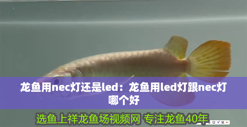龍魚用nec燈還是led：龍魚用led燈跟nec燈哪個好