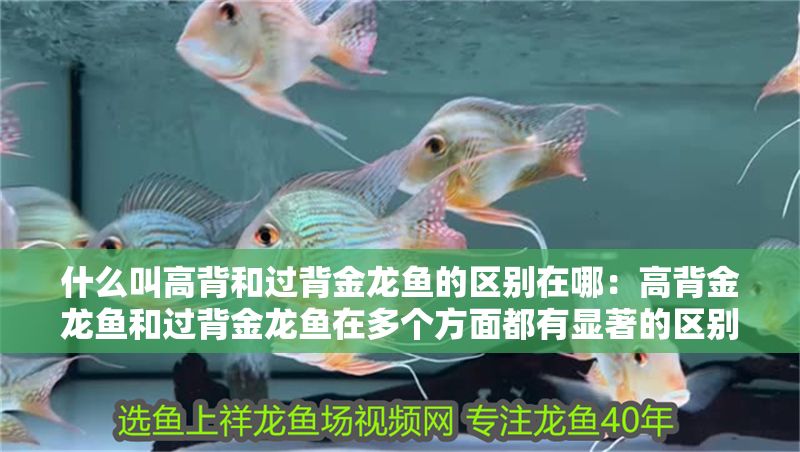 什么叫高背和過背金龍魚的區(qū)別在哪：高背金龍魚和過背金龍魚在多個方面都有顯著的區(qū)別