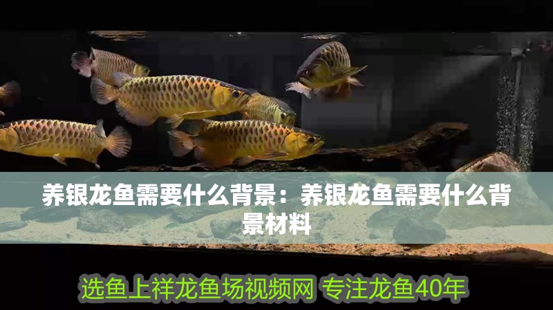 養(yǎng)銀龍魚需要什么背景：養(yǎng)銀龍魚需要什么背景材料