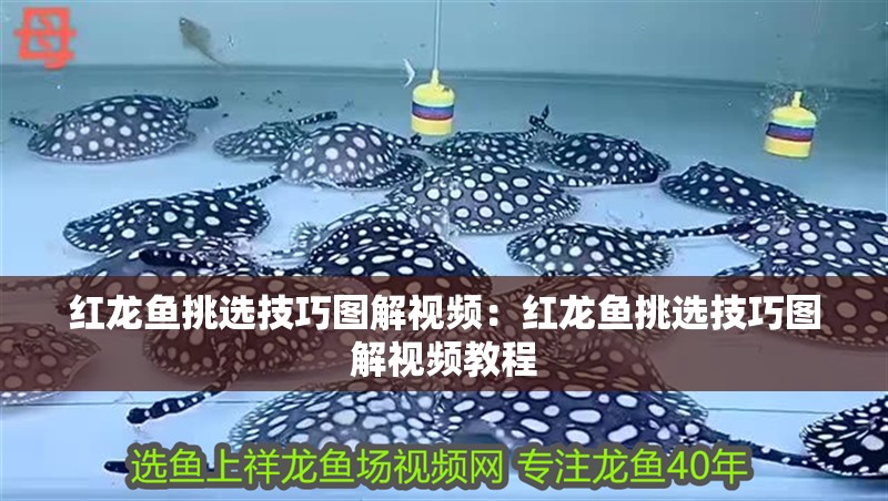 紅龍魚挑選技巧圖解視頻：紅龍魚挑選技巧圖解視頻教程