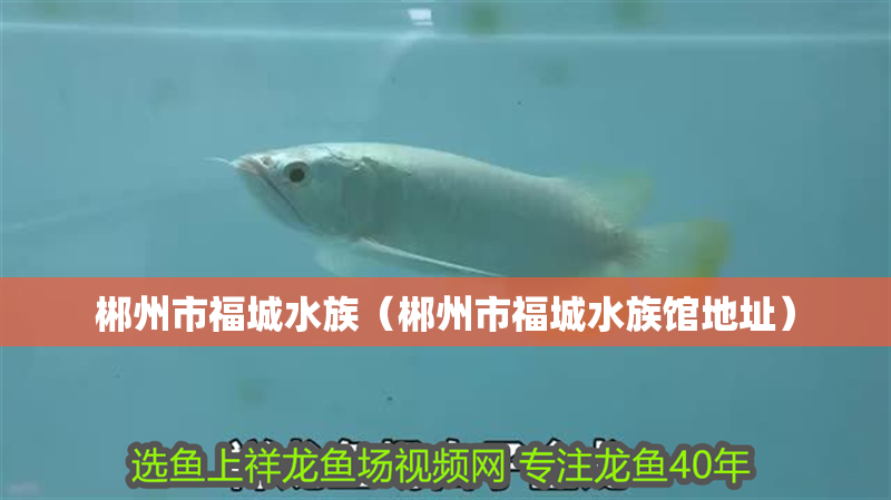 郴州市福城水族（郴州市福城水族館地址）