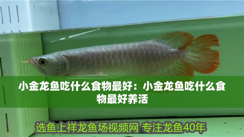 小金龍魚吃什么食物最好：小金龍魚吃什么食物最好養活
