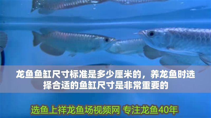 龍魚魚缸尺寸標準是多少厘米的，養龍魚時選擇合適的魚缸尺寸是非常重要的