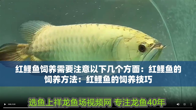 紅鯉魚(yú)飼養(yǎng)需要注意以下幾個(gè)方面：紅鯉魚(yú)的飼養(yǎng)方法：紅鯉魚(yú)的飼養(yǎng)技巧