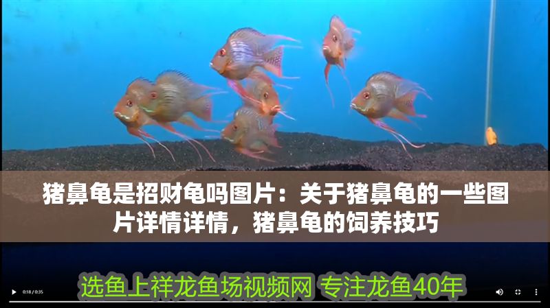 豬鼻龜是招財龜嗎圖片：關于豬鼻龜的一些圖片詳情詳情，豬鼻龜的飼養技巧