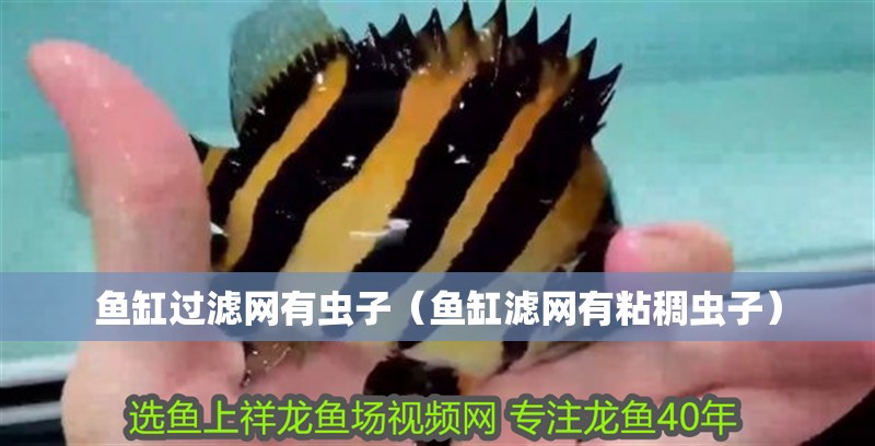魚缸過濾網有蟲子（魚缸濾網有粘稠蟲子）