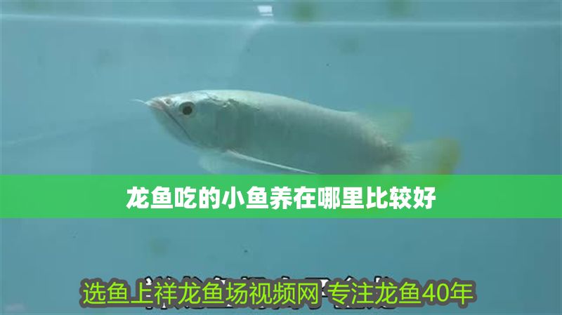 龍魚吃的小魚養在哪里比較好