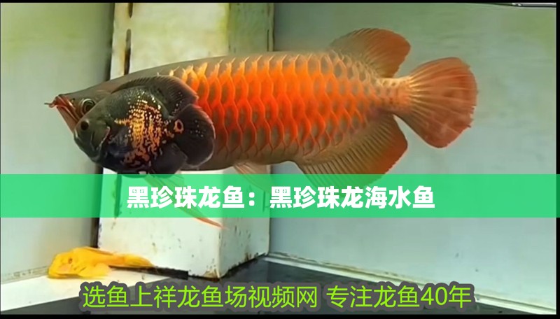 黑珍珠龍魚：黑珍珠龍海水魚