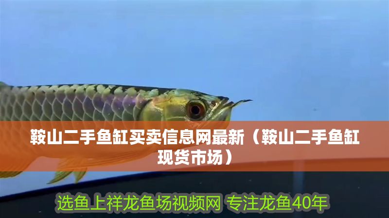 鞍山二手魚缸買賣信息網(wǎng)最新（鞍山二手魚缸現(xiàn)貨市場）