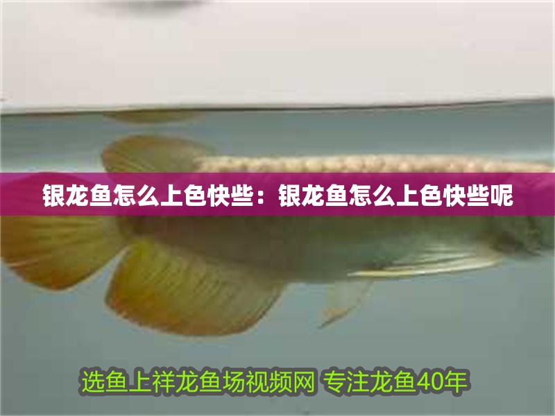 銀龍魚怎么上色快些：銀龍魚怎么上色快些呢 銀龍魚怎么上色快些：銀龍魚怎么上色快些呢 水族問答