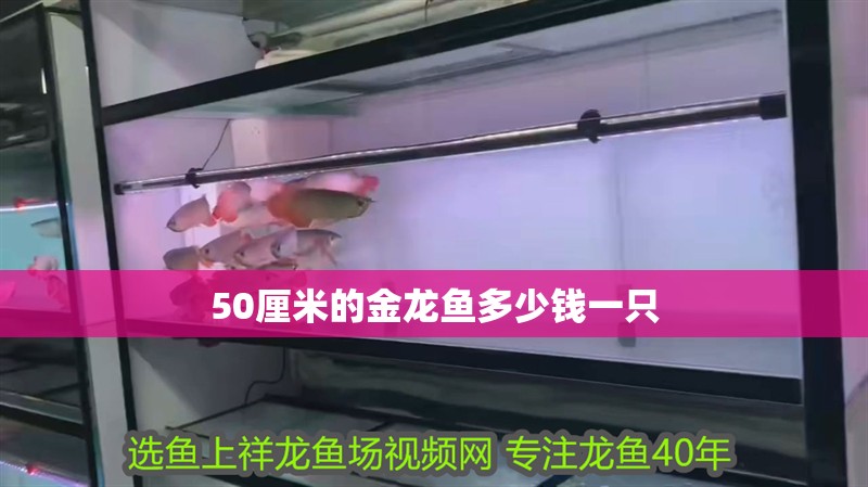 50厘米的金龍魚多少錢一只 龍魚百科 第3張 50厘米的金龍魚多少錢一只 50厘米的金龍魚多少錢一只 龍魚百科 第3張