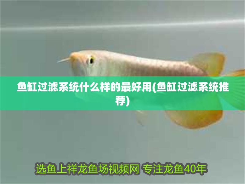魚缸過濾系統什么樣的最好用(魚缸過濾系統推薦) 錦鯉魚百科 第1張 魚缸過濾系統什么樣的最好用(魚缸過濾系統推薦) 魚缸過濾系統什么樣的最好用(魚缸過濾系統推薦) 錦鯉魚百科 第1張