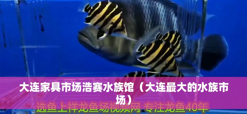大連家具市場浩賽水族館（大連最大的水族市場） 大連家具市場浩賽水族館（大連最大的水族市場） 全國水族館企業名錄 第2張