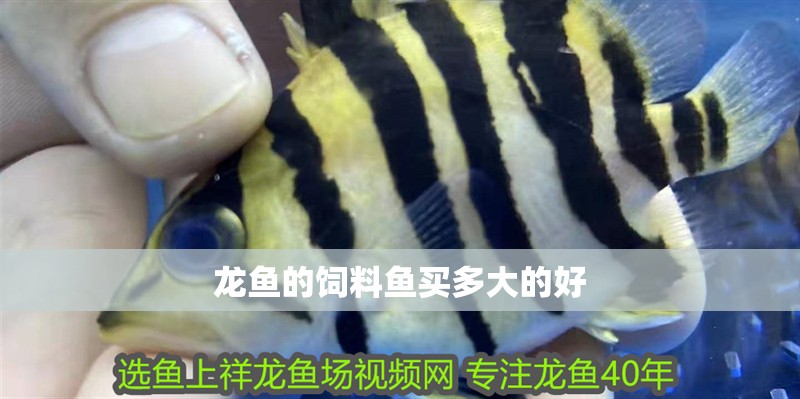 龍魚的飼料魚買多大的好 龍魚的飼料魚買多大的好 龍魚百科 第3張