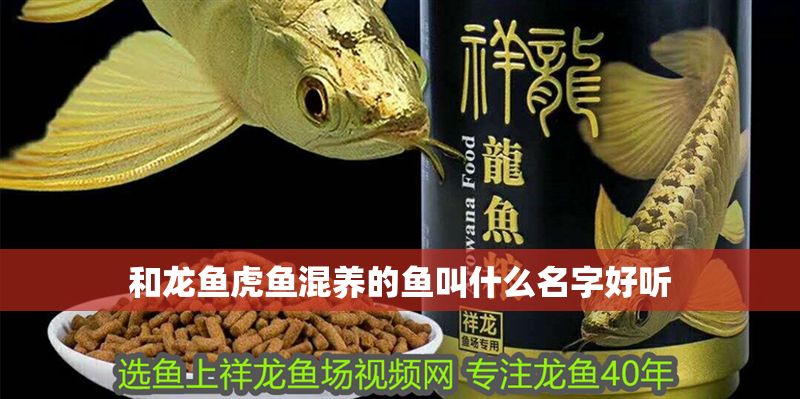 和龍魚虎魚混養的魚叫什么名字好聽