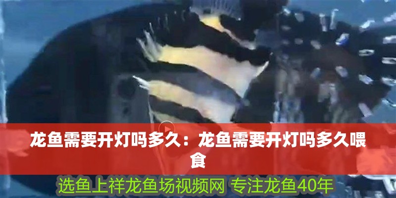 龍魚(yú)需要開(kāi)燈嗎多久：龍魚(yú)需要開(kāi)燈嗎多久喂食