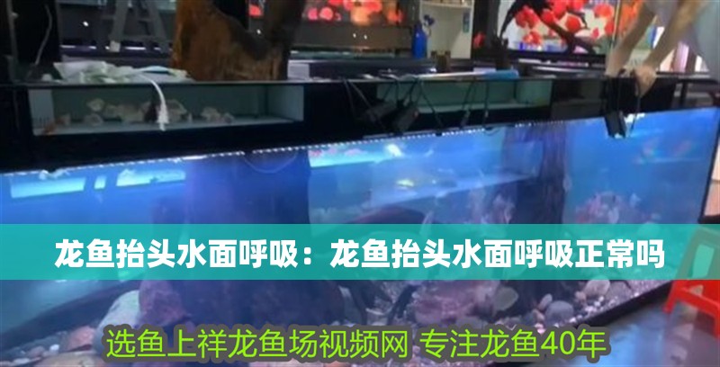 龍魚抬頭水面呼吸：龍魚抬頭水面呼吸正常嗎