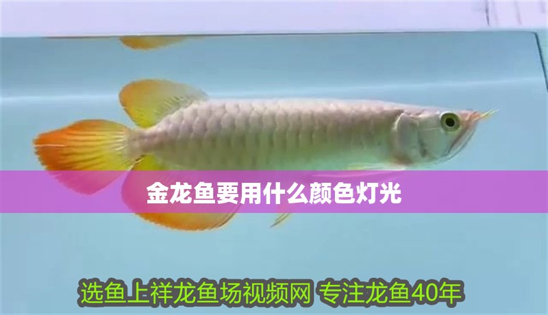 金龍魚要用什么顏色燈光 金龍魚要用什么顏色燈光 龍魚百科 第3張