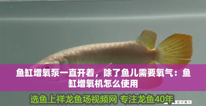 魚缸增氧泵一直開著，除了魚兒需要氧氣：魚缸增氧機怎么使用 魚缸增氧泵一直開著，除了魚兒需要氧氣：魚缸增氧機怎么使用 魚缸百科