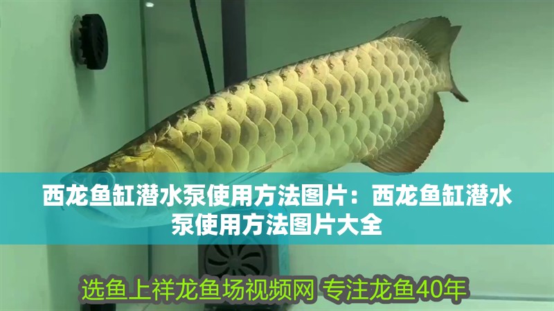 西龍魚缸潛水泵使用方法圖片：西龍魚缸潛水泵使用方法圖片大全