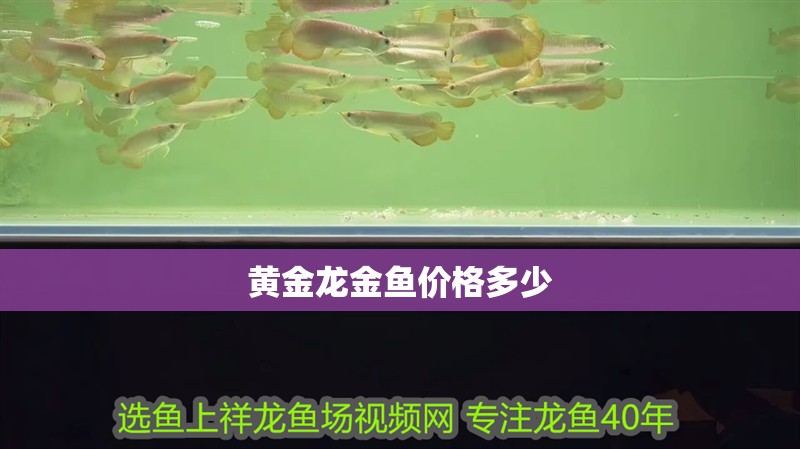 黃金龍金魚價格多少