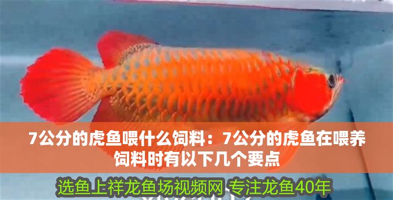 7公分的虎魚喂什么飼料：7公分的虎魚在喂養(yǎng)飼料時有以下幾個要點 7公分的虎魚喂什么飼料：7公分的虎魚在喂養(yǎng)飼料時有以下幾個要點 虎魚百科 第2張