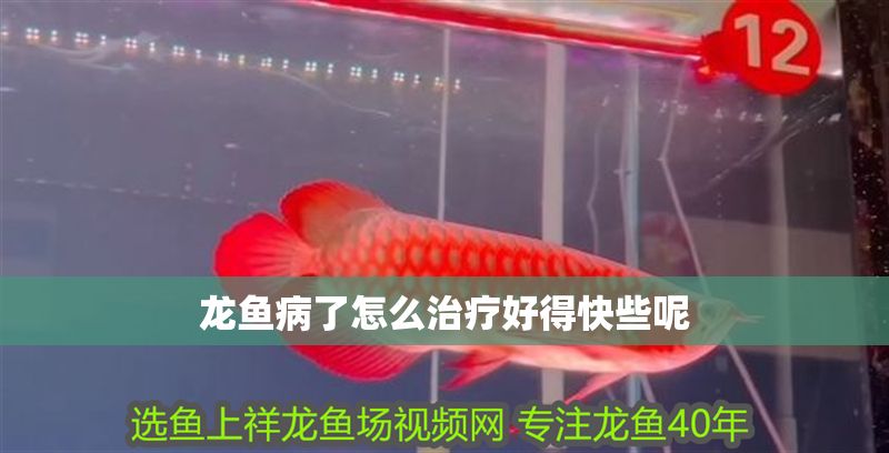 龍魚病了怎么治療好得快些呢 龍魚百科 第2張 龍魚病了怎么治療好得快些呢 龍魚病了怎么治療好得快些呢 龍魚百科 第2張