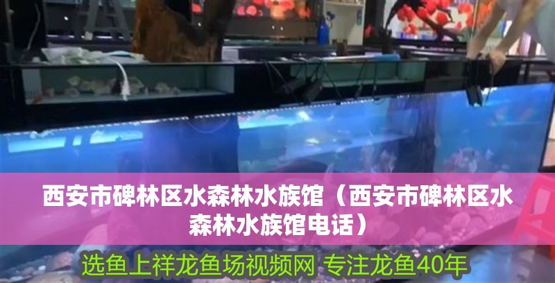 西安市碑林區(qū)水森林水族館（西安市碑林區(qū)水森林水族館電話）