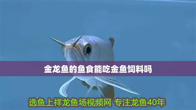 金龍魚的魚食能吃金魚飼料嗎