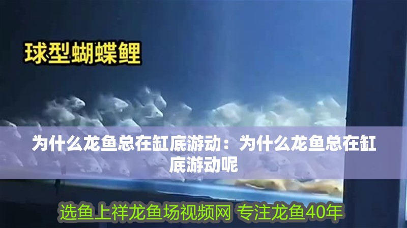 為什么龍魚總在缸底游動：為什么龍魚總在缸底游動呢 為什么龍魚總在缸底游動：為什么龍魚總在缸底游動呢 水族問答
