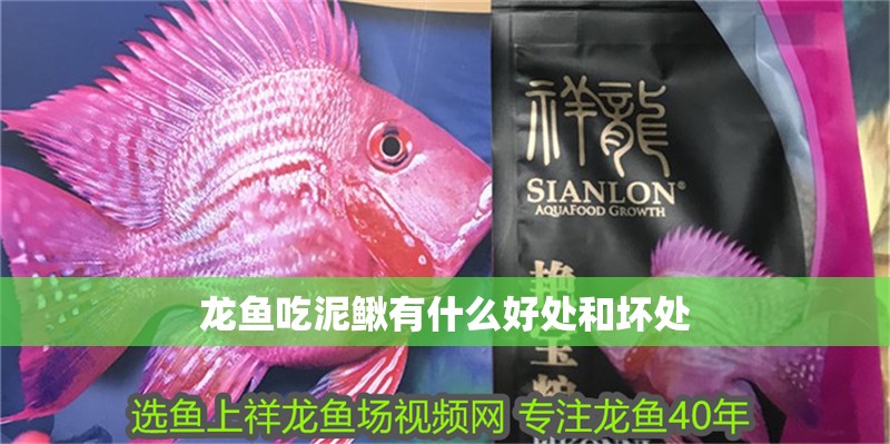 龍魚吃泥鰍有什么好處和壞處
