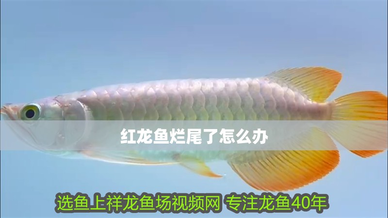 紅龍魚爛尾了怎么辦