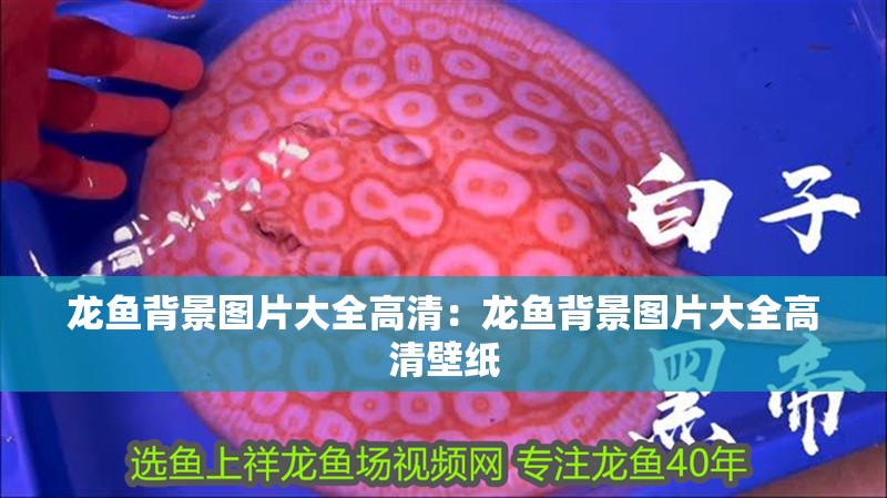 龍魚背景圖片大全高清：龍魚背景圖片大全高清壁紙