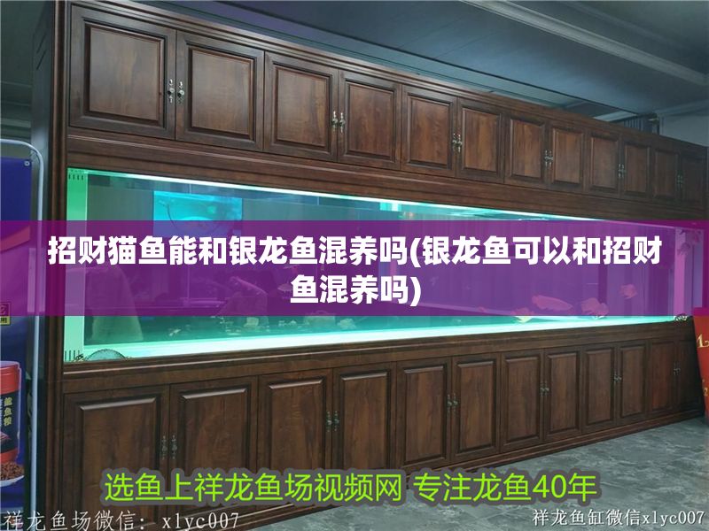 招財貓魚能和銀龍魚混養嗎(銀龍魚可以和招財魚混養嗎)
