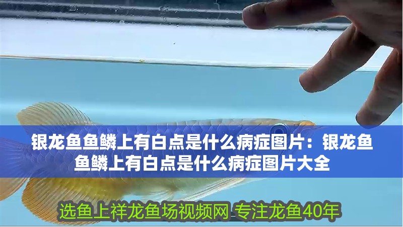 銀龍魚魚鱗上有白點是什么病癥圖片：銀龍魚魚鱗上有白點是什么病癥圖片大全