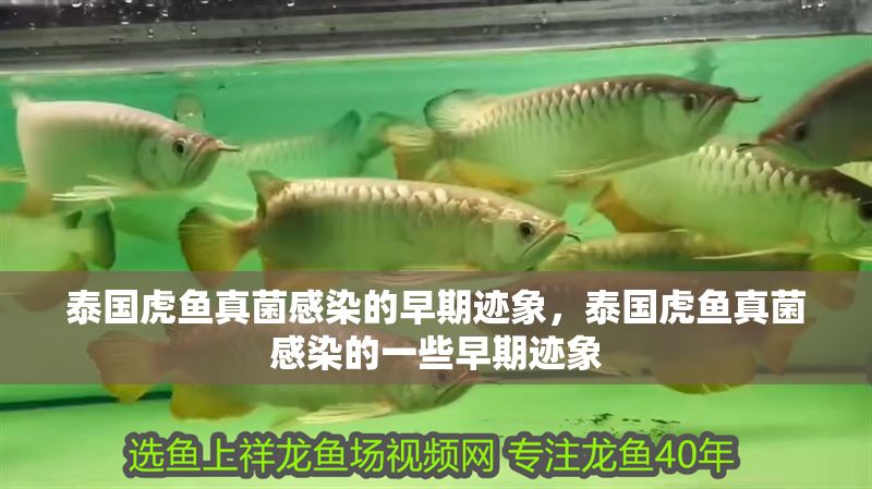 泰國虎魚真菌感染的早期跡象，泰國虎魚真菌感染的一些早期跡象 泰國虎魚真菌感染的早期跡象，泰國虎魚真菌感染的一些早期跡象 虎魚百科 第1張