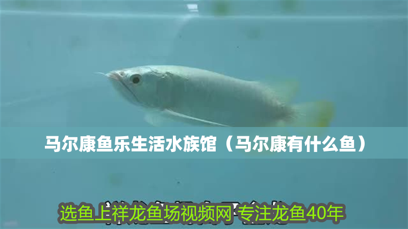 馬爾康魚樂生活水族館（馬爾康有什么魚）