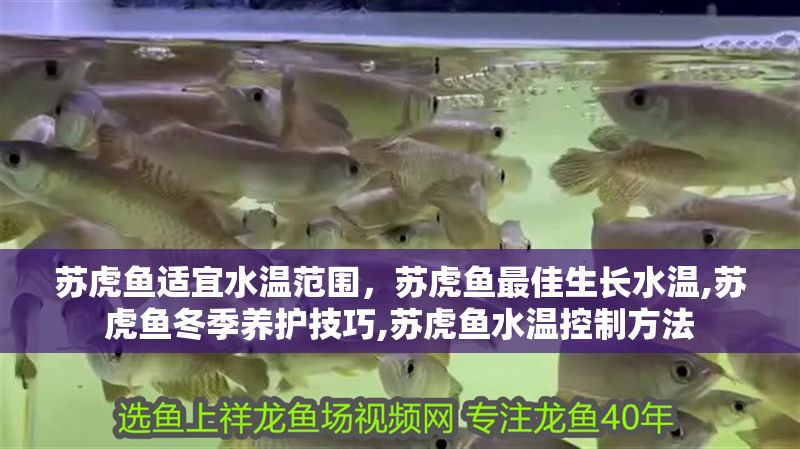 蘇虎魚適宜水溫范圍，蘇虎魚最佳生長水溫,蘇虎魚冬季養護技巧,蘇虎魚水溫控制方法